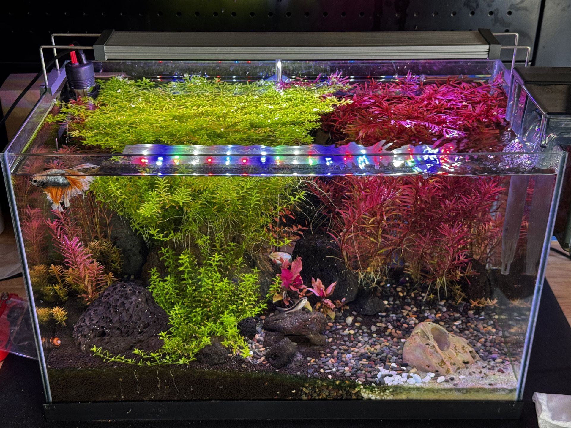 10 Gallon High-end Fish Tank