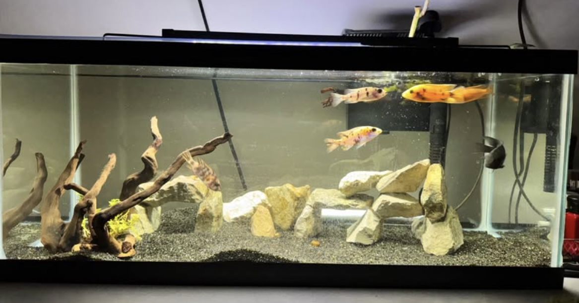 20 Gallon Aquarium 