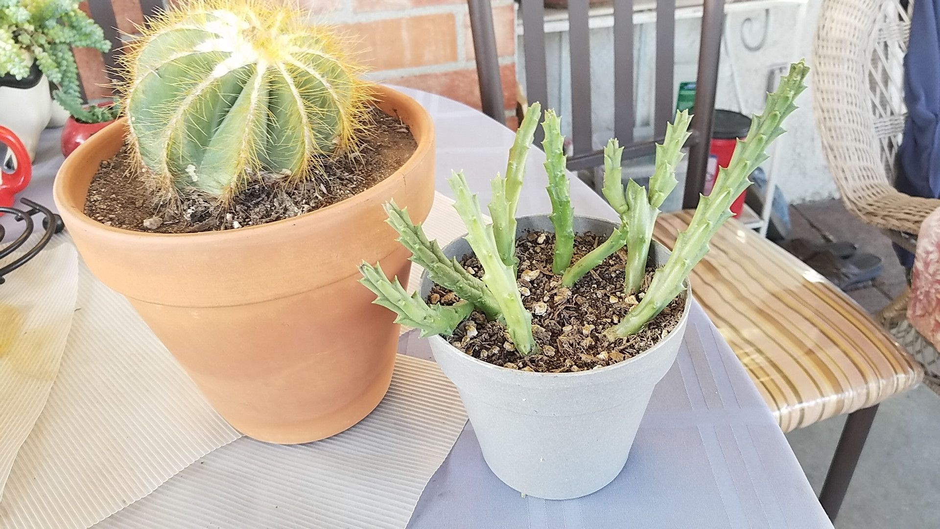 Cactus and starfish succulent