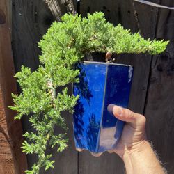 Bonsai Casecade Style $65 Firm