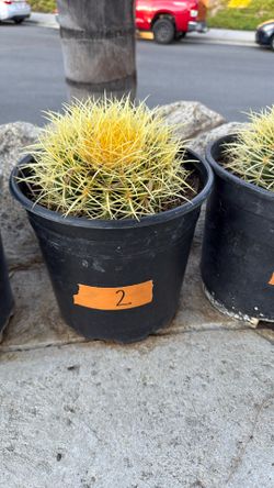 Cactus Plant #2
