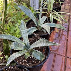 Agave plants 