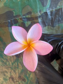 Cutting plumeria