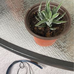 Cactus $5.00 Cada Uno