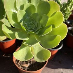 Succulents Plant’s 🪴