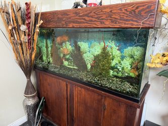 Fish Tank Including Fish And Equipment