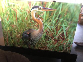 Bird canvas painting