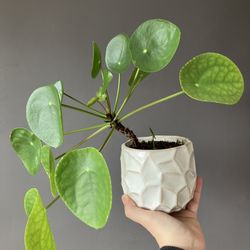 Pilea peperomiodes Chinese money plant