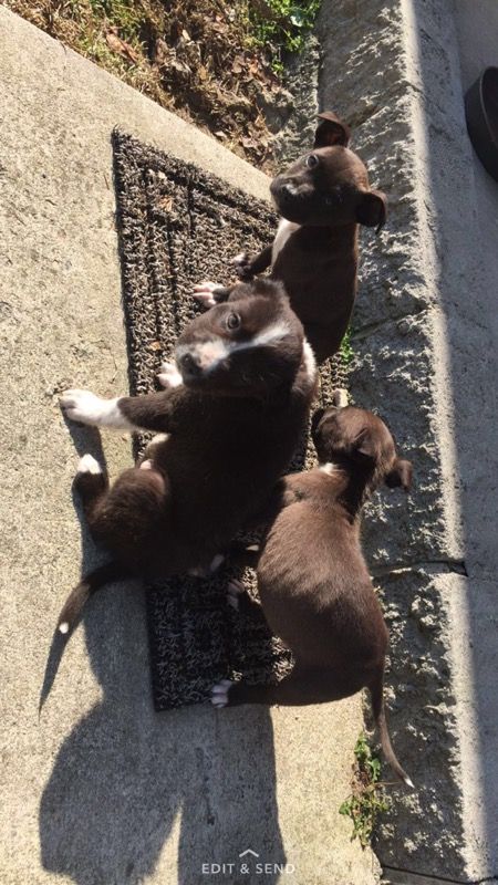 Free puppies