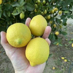 Freshly Picked Juicy Lemons