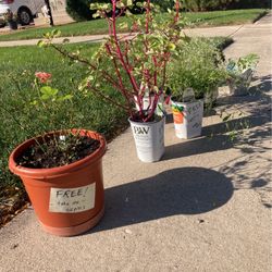 FREE Plants! Melrose Park 