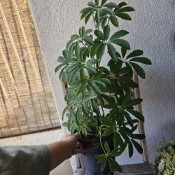 Large Umbrella Tree Plant 6" And 2ft Tall