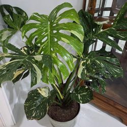 Huge Monstera Thai Constellation