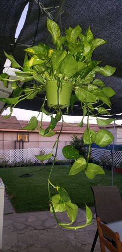Hanging plant