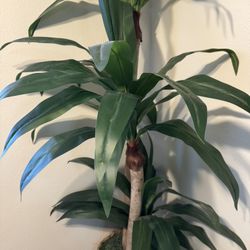 Large Artificial Indoor Plants – Modern Decorative Floor Plants (Multiple Available)