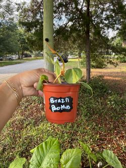 BRAZILIAN POTHOS