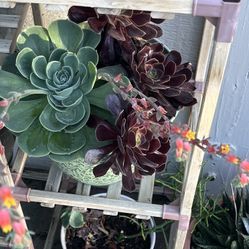 Large Decorative Succulent Arrangement – $25 