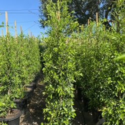 Ficus Nitida Privacy Hedge
