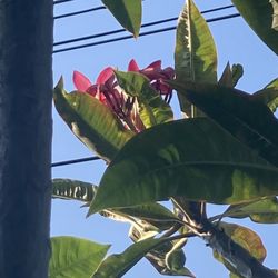 Plumeria Cuttings .