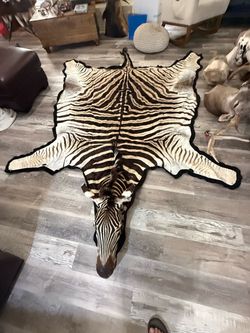 Zebra Taxidermy Rug with Head African Game