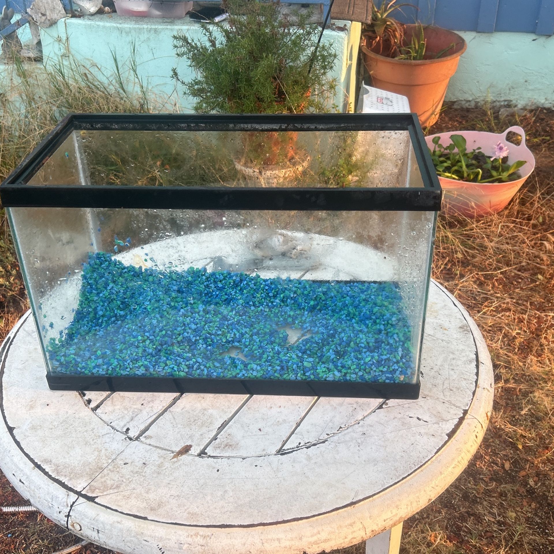 10 Gallon Fish Tank