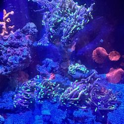 coral frag saltwater dragon soul reef decor