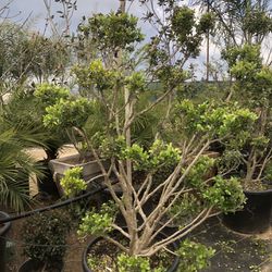 Boxwood Topiary Bonsai Plant