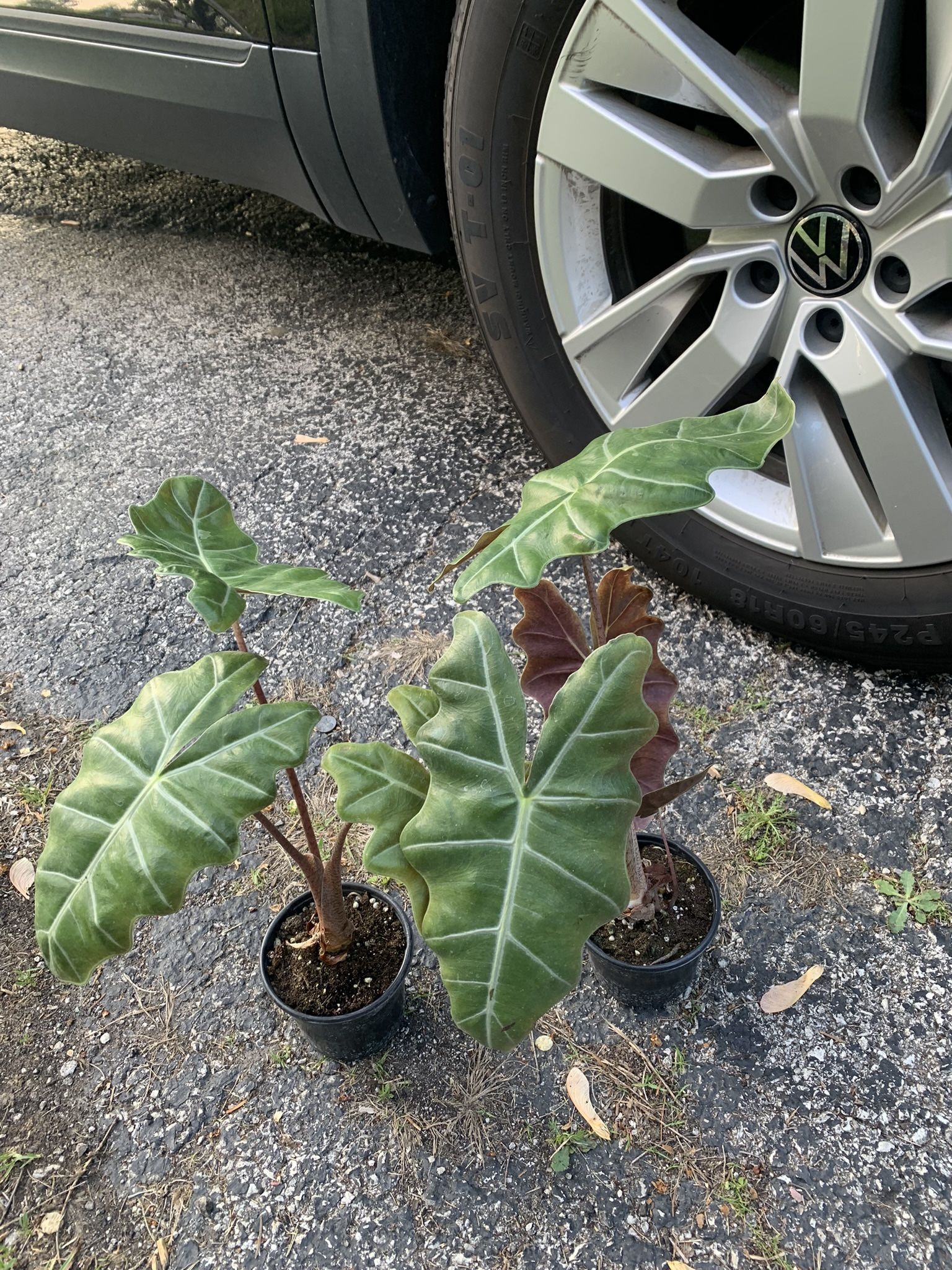 Alocasia Plants!! ONLY $15 Each!!