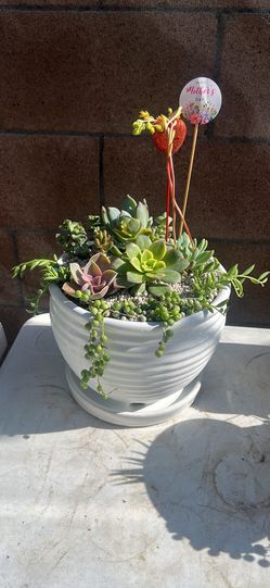 Succulent arrangement, arreglo de suculentas