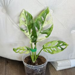 Monstera Adansonii Japanese Tri-Color (B)