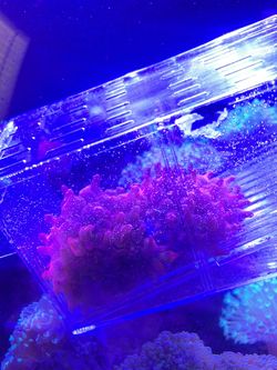 Fake coral reef rose anemone
