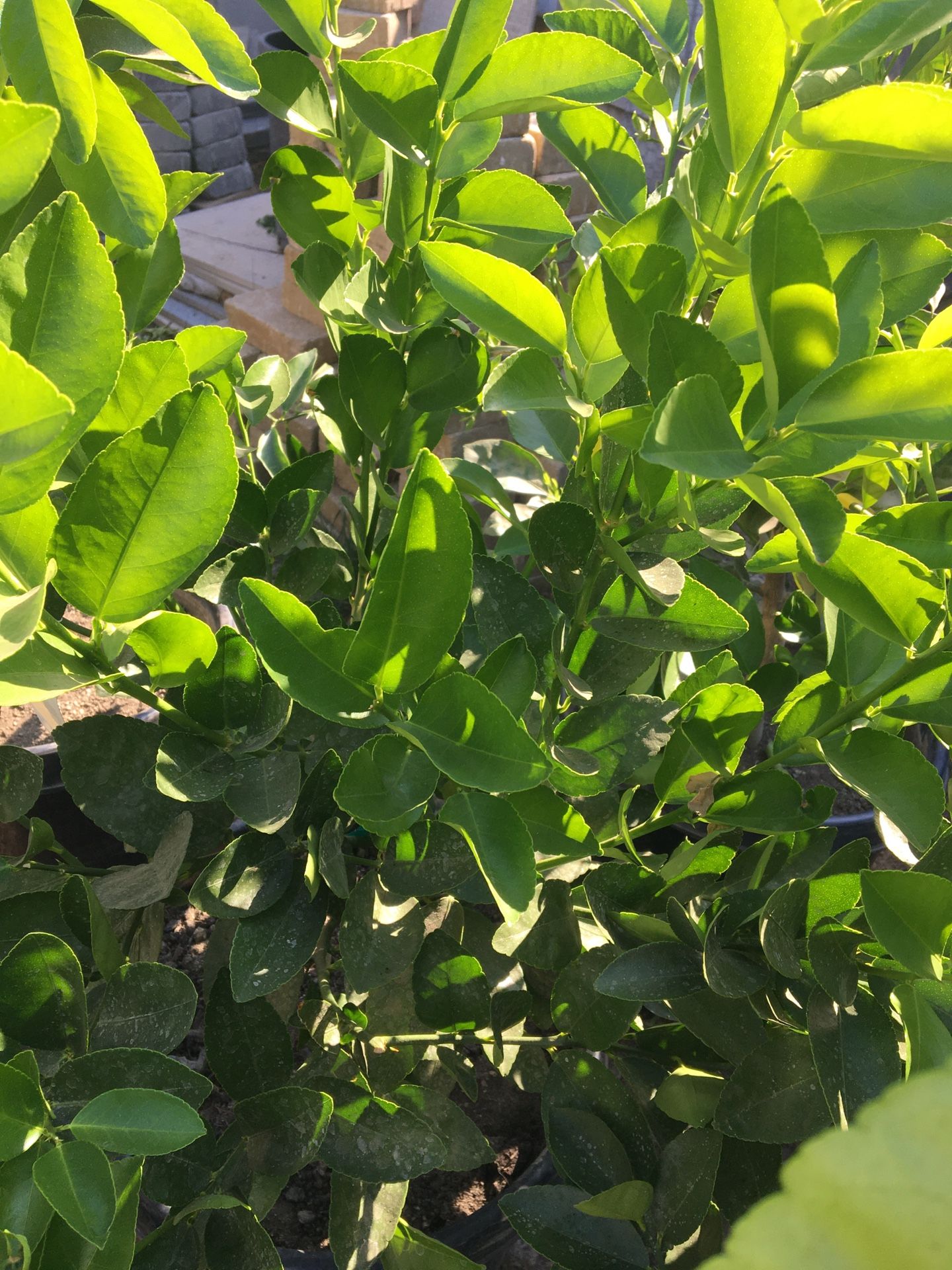 Bearss lime 15 galones