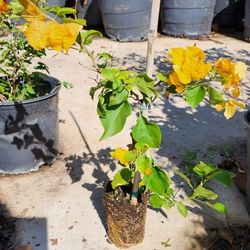 white yellow pink bougainvillea plants in purple 