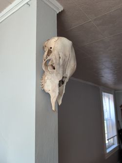 Cow/Calf Skull
