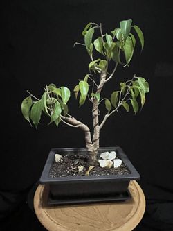Bonsai