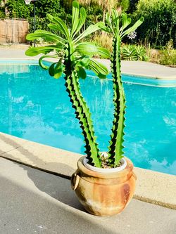 Euphorbia in a vintage cement pot