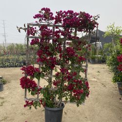 Bougainvillea Trellis for Sale in Menifee, CA - OfferUp