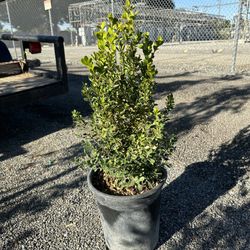 Japanese Boxwood