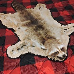 Raccoon Vintage Taxidermy Rugs