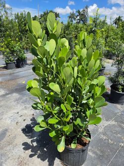 clusias podocarpus About 4  feet tall over the pot Instant privacy Hedge for fence green full  minimum  qty 20+