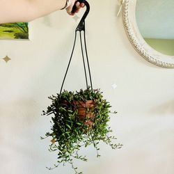 String Of Rubies / Ruby Necklace Succulents