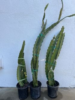 Dragonfruit Plants