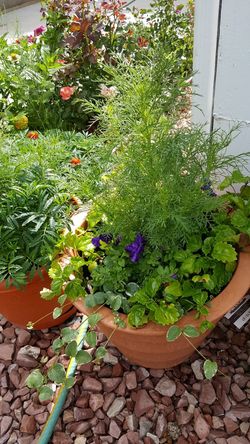 Mixed pot of flowers in a big long brown pot