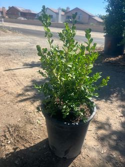 Japanese Boxwood 5gallon