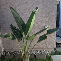 Birds Of Paradise Plant