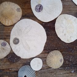 Fossilized Sea Urchins And Shells 