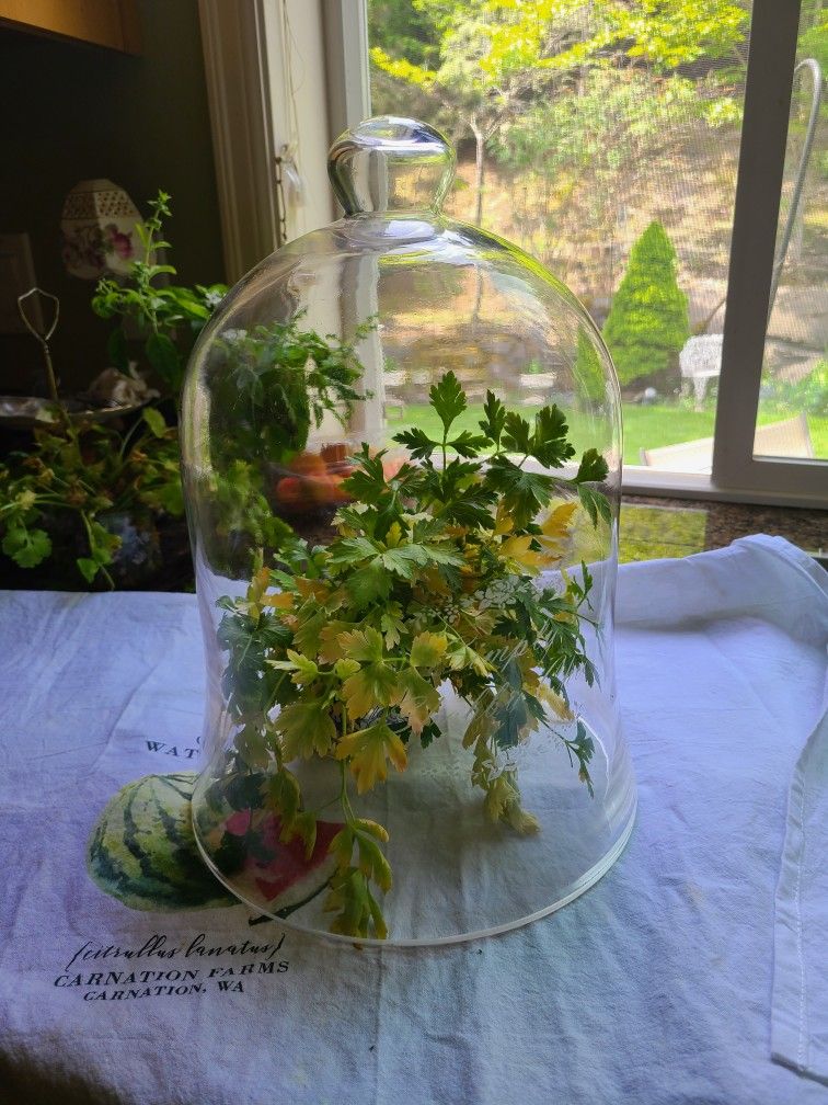 Rachel Ashwell Vintage Simply Shabbychic French Cloche Glass Dome