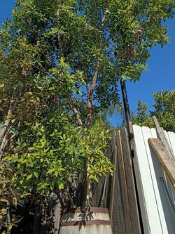 Ficus