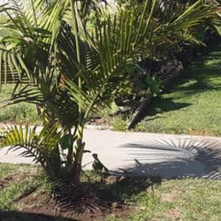 Palms For Sale