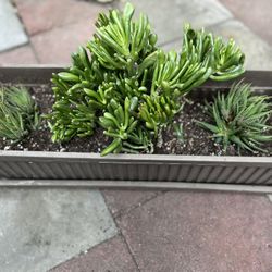 Succulents 
